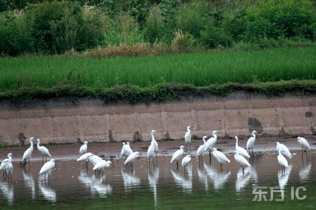 ��ͼ�����ϸɺ�300ֻ���طɽ�������ʳ