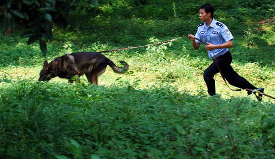 图文:(1)警犬训练