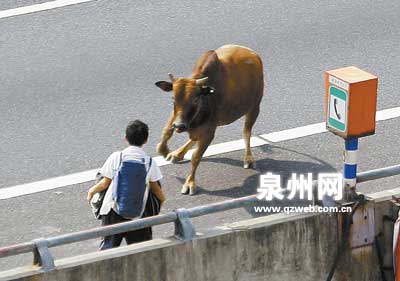 黄牛冲上高速路顶断麻醉枪撞伤多人(组图)