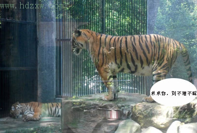 福州动物园两只华南虎试婚(组图)