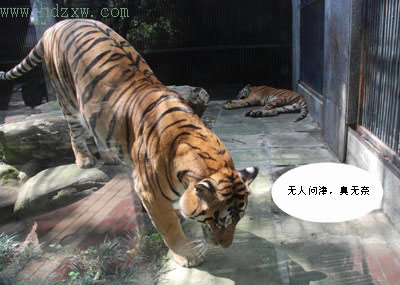 福州动物园 两只华南虎试婚(组图)