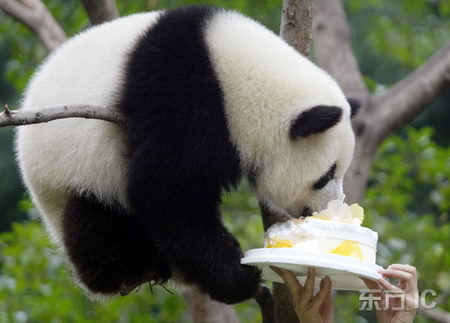 重庆大熊猫宝宝一岁生日吃蛋糕(组图)