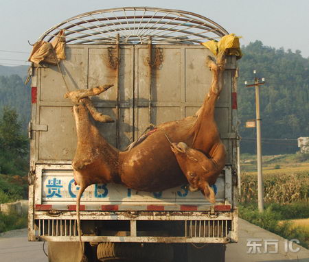 组图:运牛车将死牛挂在车外行驶