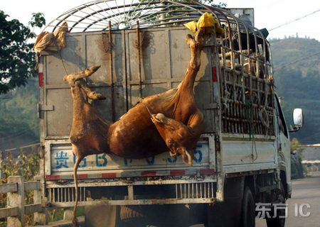 组图:运牛车将死牛挂在车外行驶