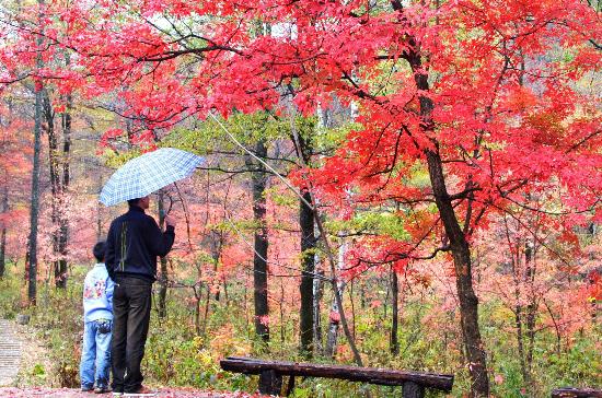 图文:吉林蛟河红叶谷醉游人(2)