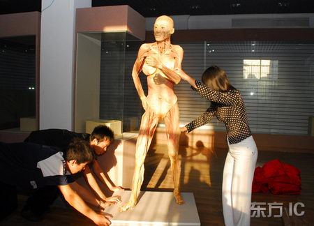 组图:安徽博物馆展示价值2000万真人标本