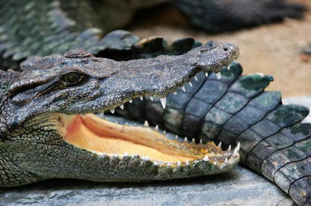 图文:集美鳄鱼园保温区内睡觉的鳄鱼