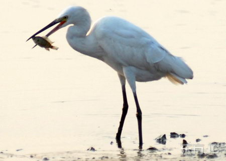 图文:一只白鹭在水库捉鱼觅食_新闻中心_新浪网