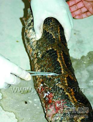 巨蟒被放生38天后因受伤返回求救(组图)