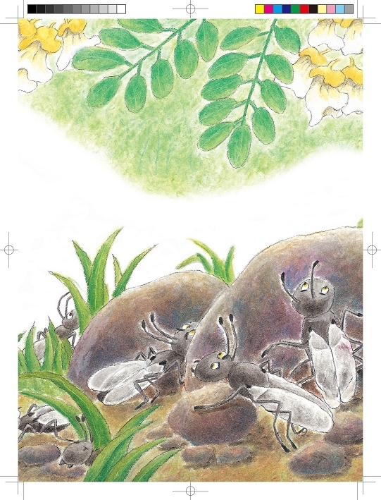 大田作物水溶肥_作物探的收入怎么样(2)