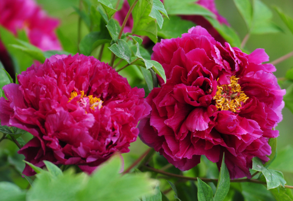 4月1日:中国国花园-洛阳红