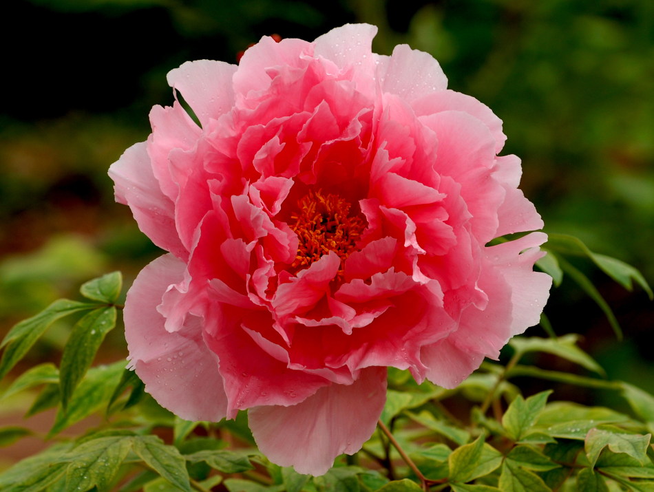 啥被称为洛阳牡丹花王 841_7588_125482.jpg