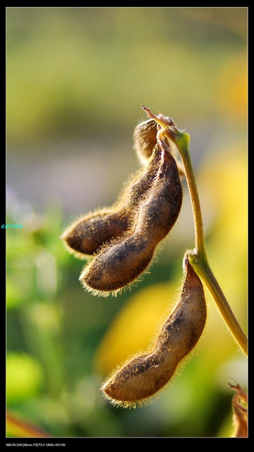 武峰村 厦门最美乡村之一 图片 77k 506x899 厦