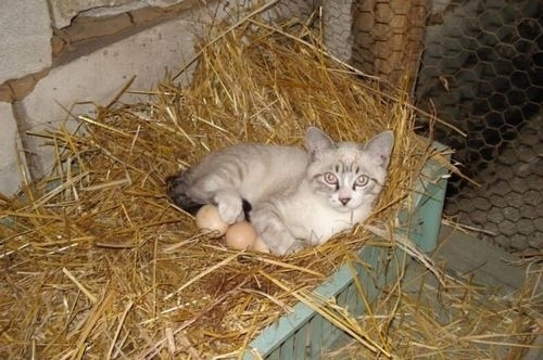 两只胳膊两个风猜一成语_木猜一成语疯狂看图