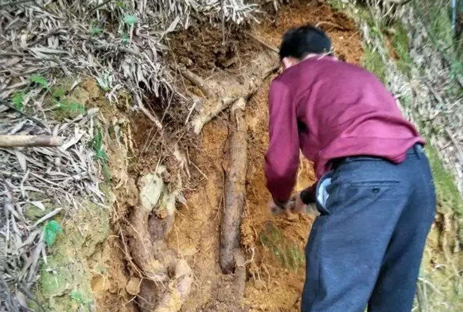 8米野生葛根王