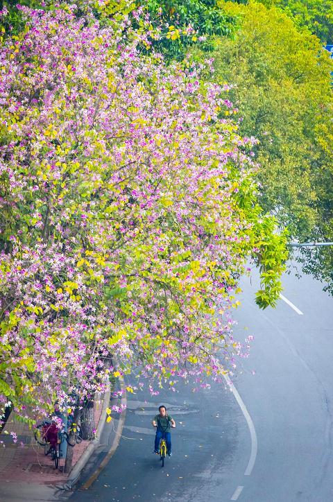 广州人民北路紫荆花怒放美如画