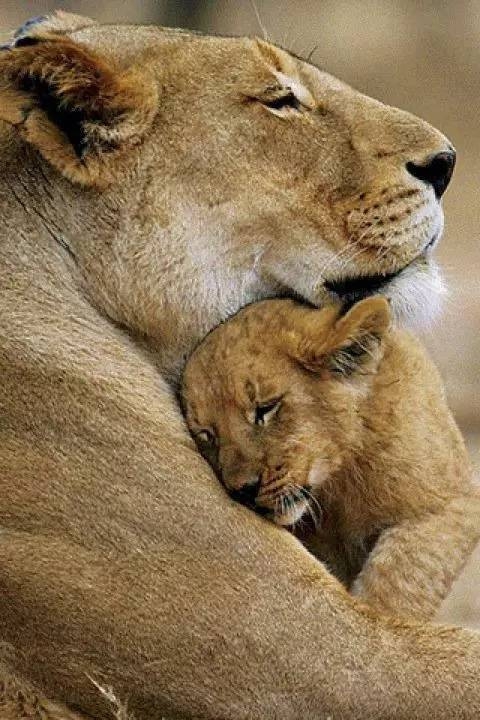 动物界的母爱 暖意满满