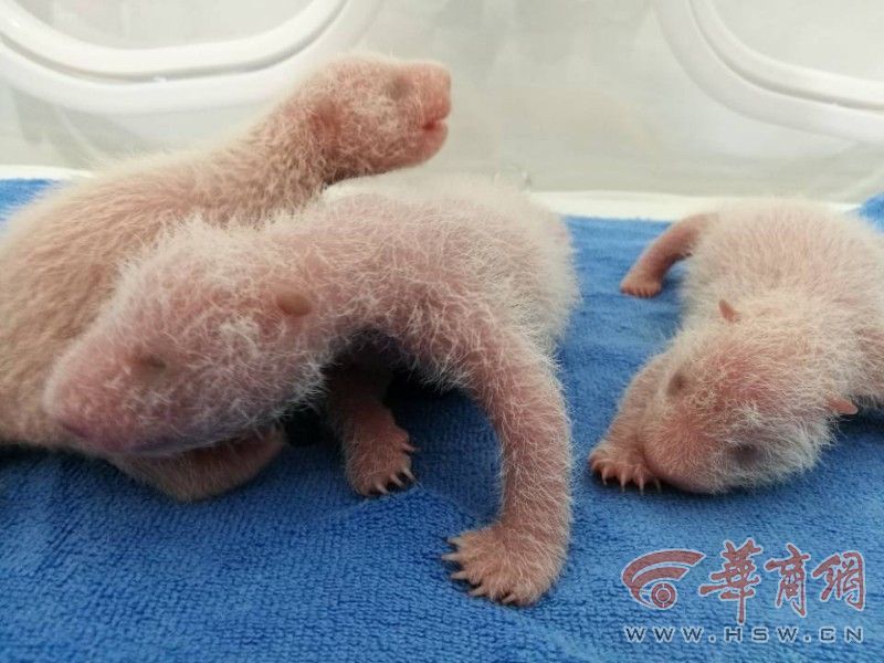 陕西大熊猫喜添仨幼崽 另有两只大熊猫待产