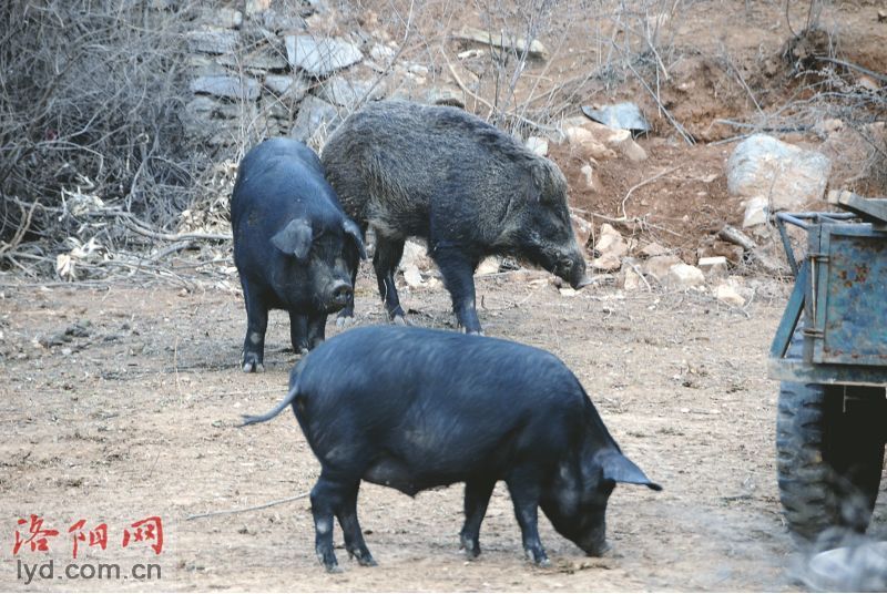 偃师大口人口_偃师大口草庙村