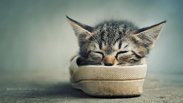 喵星人 39846_3708692_537073.jpg