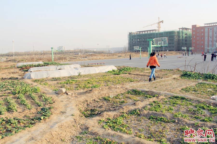 足球场上一般种植什么样的草-足球场种的那种