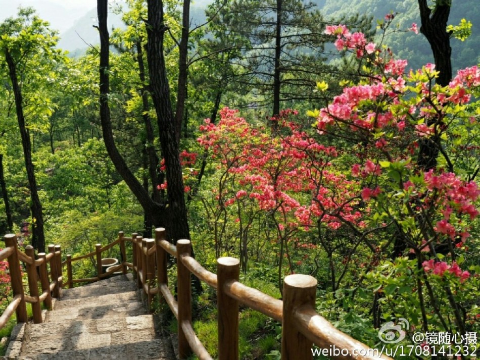 前冲春风十里吉他谱-每年春天,西泰山十万顷野生杜鹃竞相开放,漫山红遍,9公里长的杜