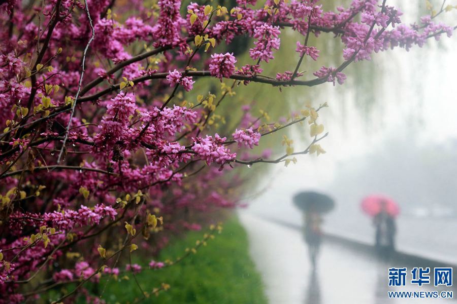 开封半城春雨半城花