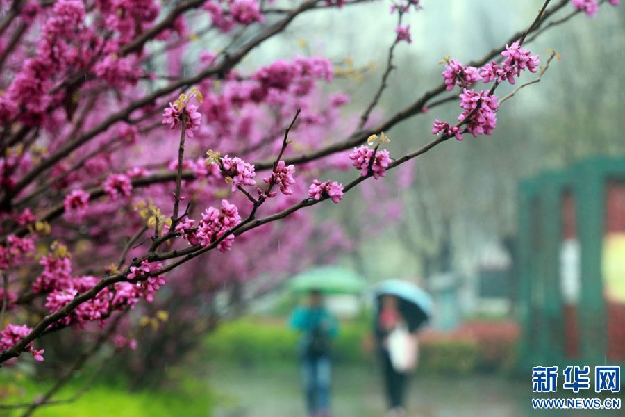 当日,古城开封市一场春雨飘飘洒洒,滋润了大地,滋润了万物,古城景色