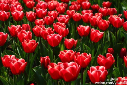 上海鲜花港6月_上海鲜花港_天海翼2014年6月番号(3)
