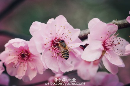 上海鲜花港6月_上海鲜花港_天海翼2014年6月番号