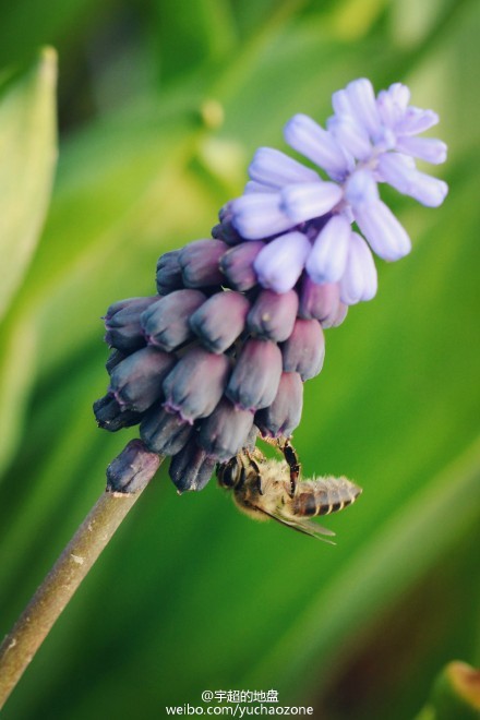 上海鲜花港6月_上海鲜花港_天海翼2014年6月番号(2)