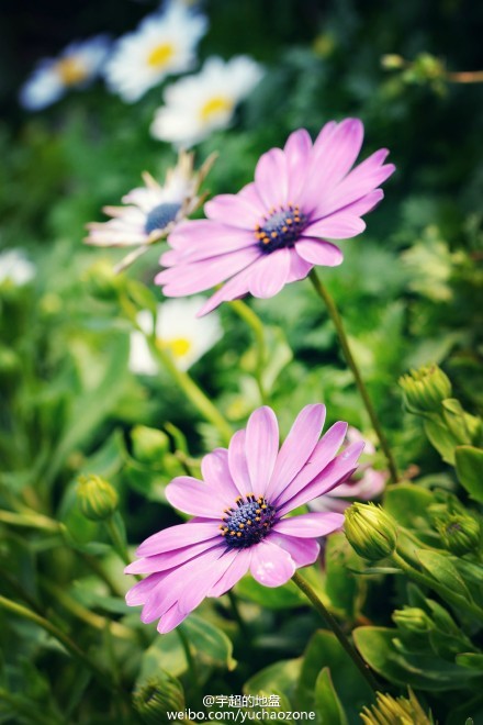 上海鲜花港6月_上海鲜花港_天海翼2014年6月番号(2)
