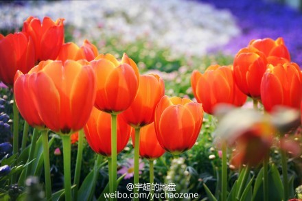 上海鲜花港6月_上海鲜花港_天海翼2014年6月番号(3)