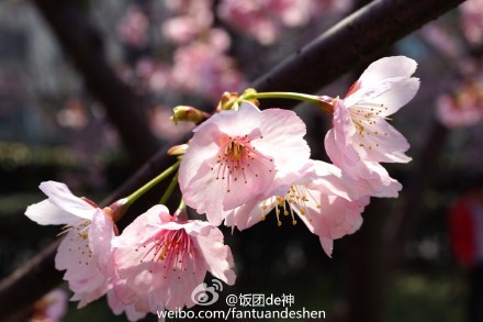 上海鲜花港6月_上海鲜花港_天海翼2014年6月番号(3)