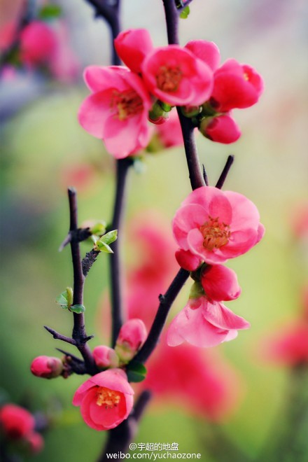 上海鲜花港6月_上海鲜花港_天海翼2014年6月番号(2)