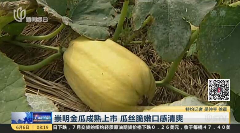 一,金瓜是瓜类蔬菜当中的罕有种类.凉拌金瓜丝,金瓜拌海蜇更是.