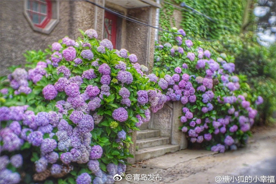 绣球花已经初放 青岛夏花派对盛大开启