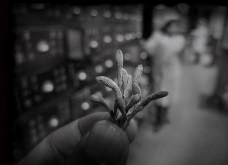 预防甲流最常用的中药材金银花