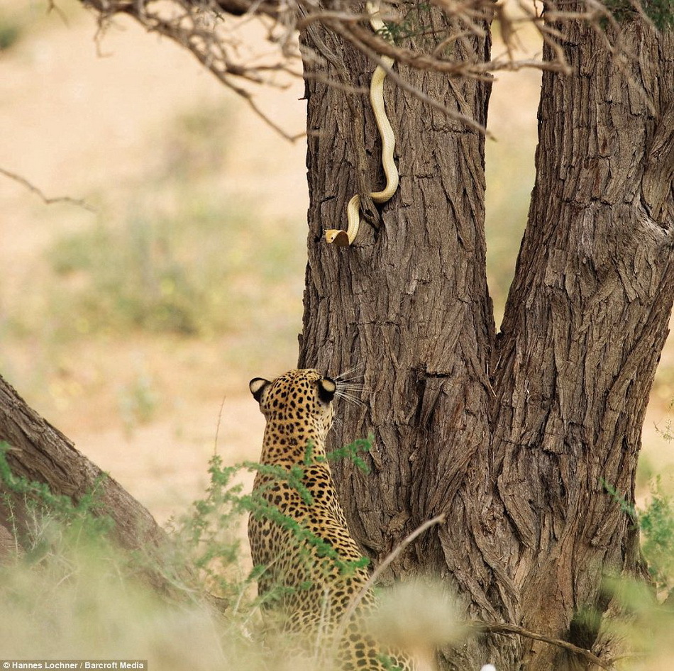 一只美洲虎和一条眼睛蛇的领土之战