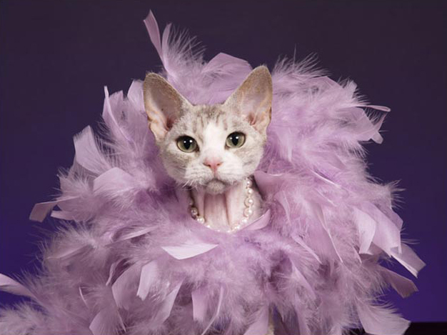 摄影师拍摄小猫可爱瞬间