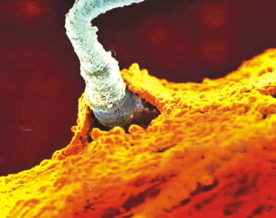 人体受孕全过程_蒙宁_做最好的自己