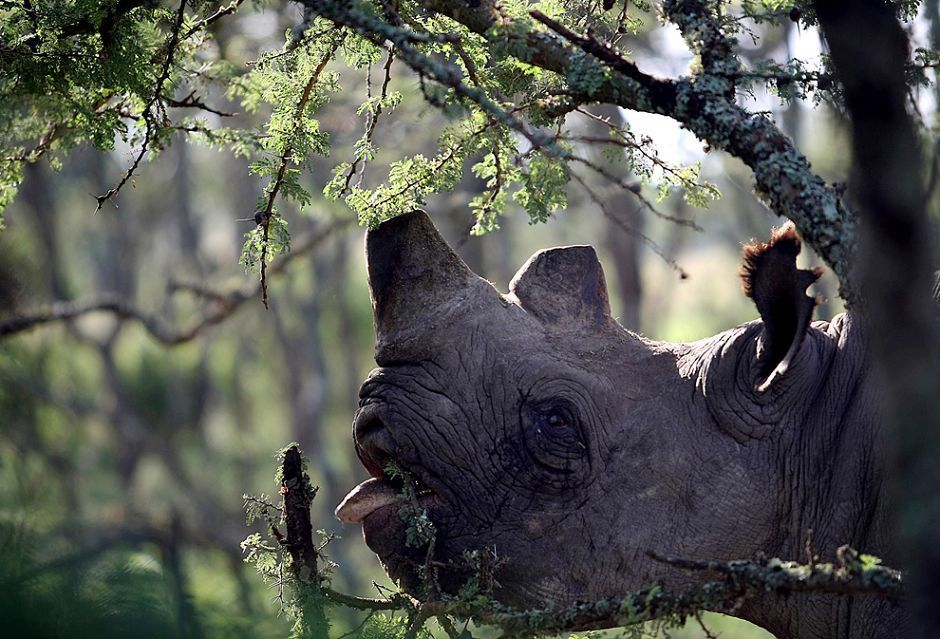 图片记录新闻事件中的动物主角