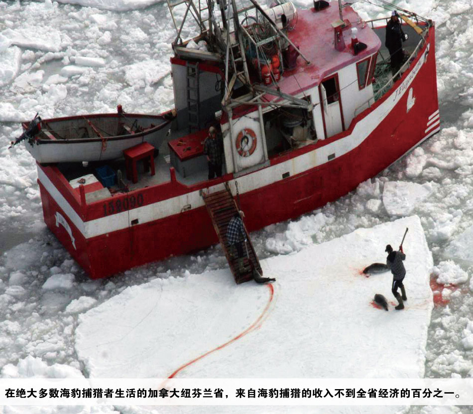 高清圖集︰難以忽視的真相，被殘殺的海洋精靈