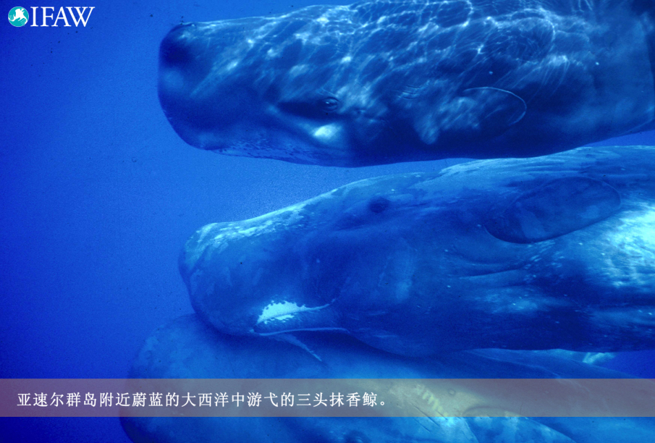 鲸之痛:体型最大哺乳动物面临血腥杀戮_高清图集_新浪网