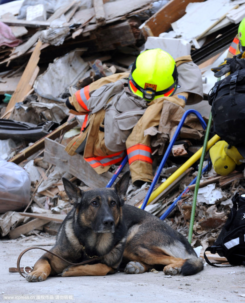 日本地震灾区 搜救犬出力大