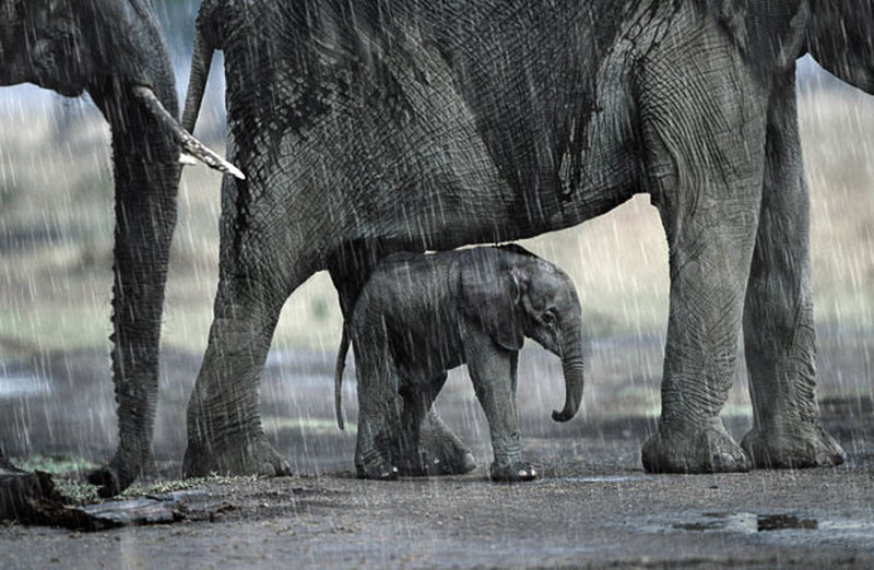 摄影师抓拍动物家庭温馨有爱瞬间