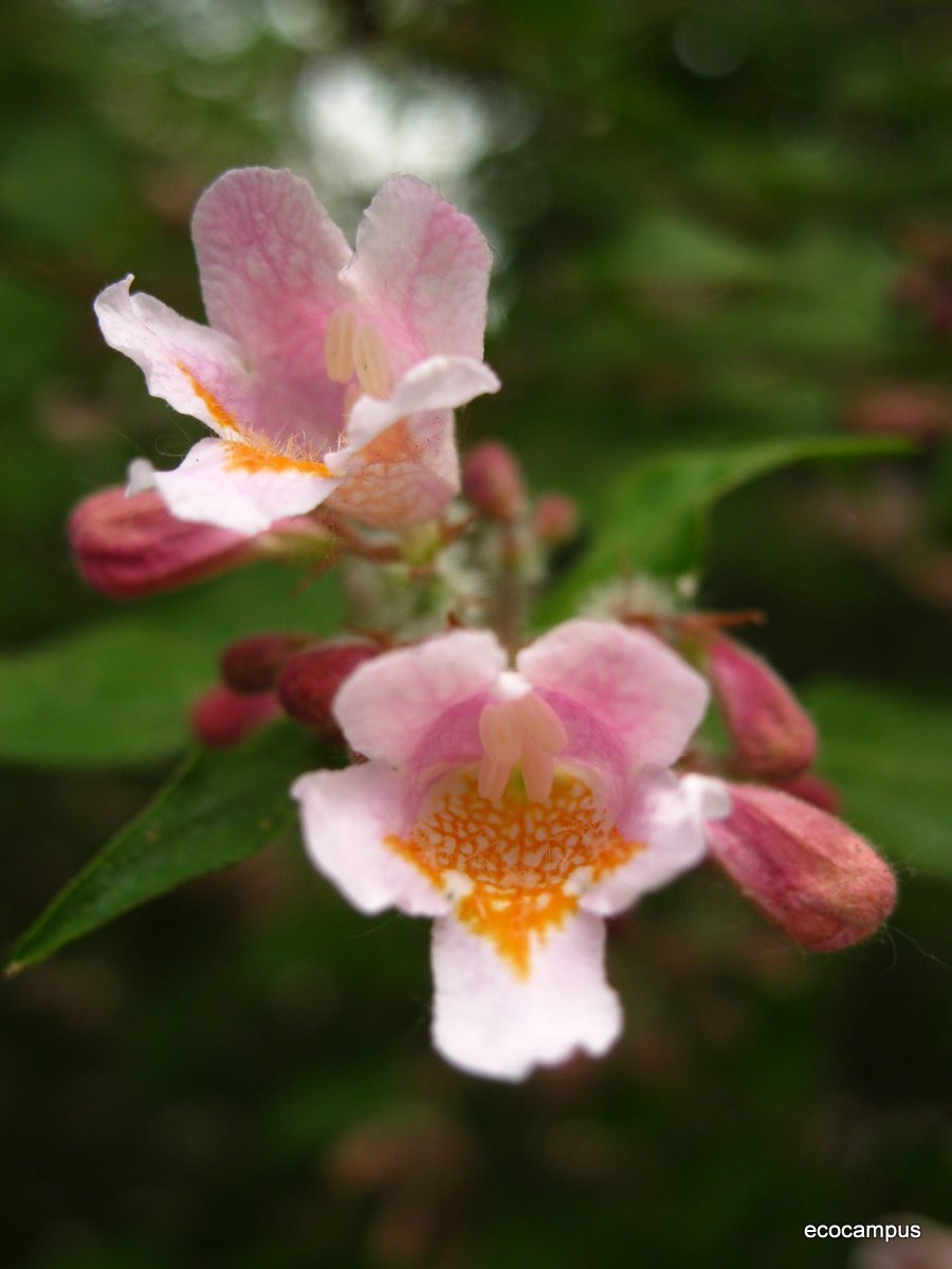 两生花