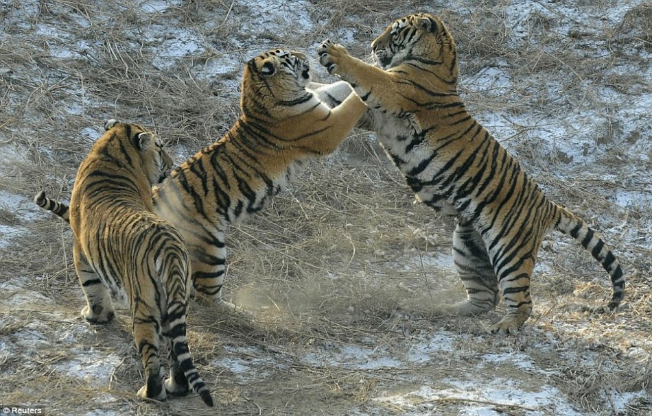 黑龙江东北虎林园上演饿虎扑食