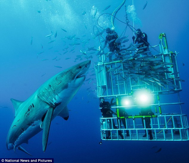 摄影师近距离接触大白鲨