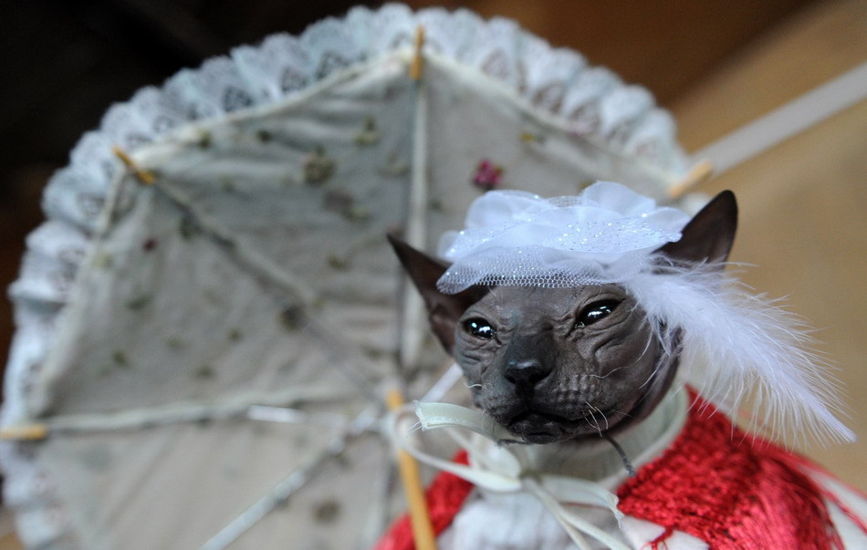猫咪穿婚纱_可爱猫咪头像(3)